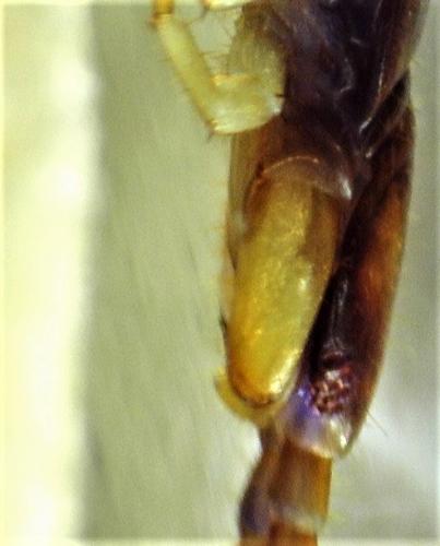 Réf. 242 989 : Lithobius melanops